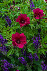 Fototapeta premium Beautiful purple Strandperle roses by Tantau