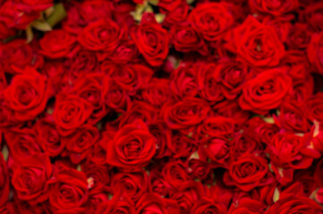 Lots of blurred deep red roses on black background, top view. The concept of love. Texture of red roses