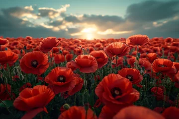 Fototapeten A field filled with poppy red flowers stands beneath a cloudy sky, creating a striking and vivid scene. © Joaquin Corbalan