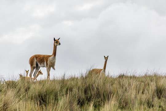 Vicu&ntilde;as salvajes - Ocros, Ayacucho, Per&uacute;