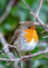 Robin Red Breast (Erithacus Rubecula): A Feathery Friend at Dublin's Botanic Gem
