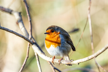 Robin Red Breast (Erithacus Rubecula): A Feathery Friend at Dublin's Botanic Gem