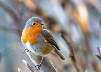 Robin Red Breast (Erithacus Rubecula): A Feathery Friend at Dublin's Botanic Gem