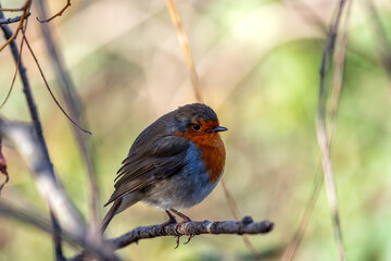 Robin Red Breast (Erithacus Rubecula): A Feathery Friend at Dublin's Botanic Gem