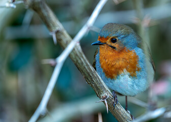 Robin Red Breast (Erithacus Rubecula): A Feathery Friend at Dublin's Botanic Gem