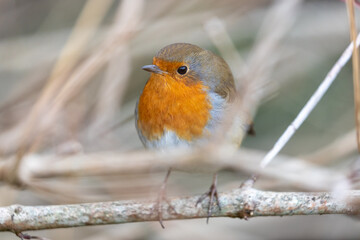Robin Red Breast (Erithacus Rubecula): A Feathery Friend at Dublin's Botanic Gem
