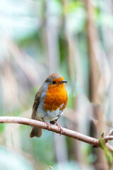 Robin Red Breast (Erithacus Rubecula): A Feathery Friend at Dublin's Botanic Gem