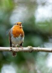 Robin Red Breast (Erithacus Rubecula): A Feathery Friend at Dublin's Botanic Gem