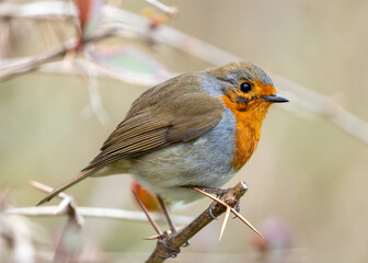 Robin Red Breast (Erithacus Rubecula): A Feathery Friend at Dublin's Botanic Gem