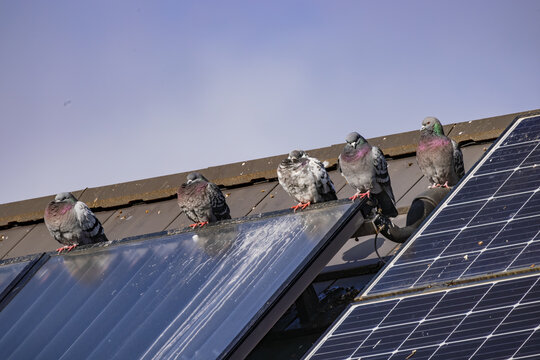 Several pigeons on a roof with soiled solar panels due to droppings
