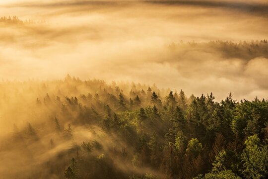 View of forest with morning fog in the morning light, Saxon Switzerland National Park, Elbe Sandstone Mountains, Saxony, Germany, Europe