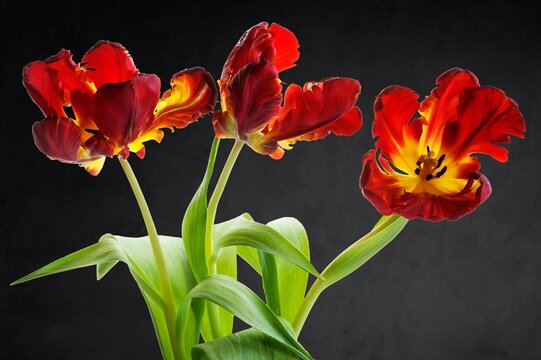 Three flowers of the parrot tulip (Tulipa) on a dark background, Bavaria, Germany, Europe