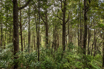 Coastal Kauri trees in a broadleaf forest