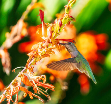 hummingbird feeding on Lucifer flower.
