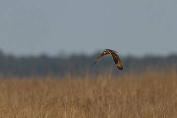 owl in marsh