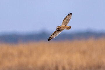 short eared owl flyby