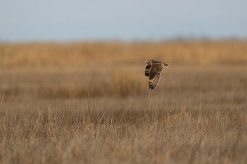 owl hunting