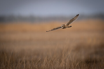 short eared owl
