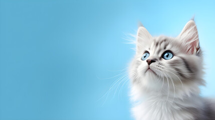 Fototapeta premium Banner with a cat on a solid blue background, with copy space