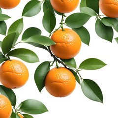 tangerines with leaves isolated on white