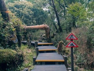 The walkway with the warning sign of slippery has been blocked by the bended giant tree, Taiwan.
