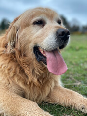 Obraz premium golden retriever dog