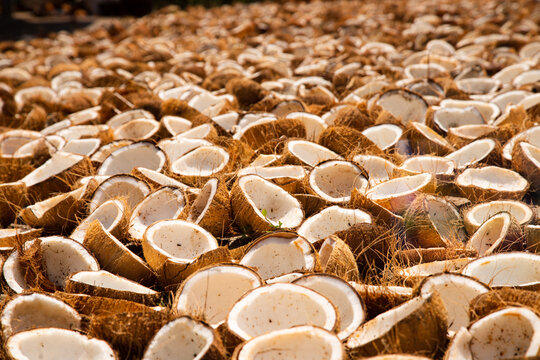 piles of coconuts dried in the sun to be made into copra. This copra will be processed into products made from coconut oil