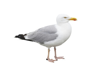 Seagull Majesty: Close-Up Portrait of a Graceful Stand
