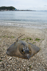 アカエイ　海辺のアカエイ