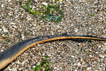 アカエイの棘 © inubi