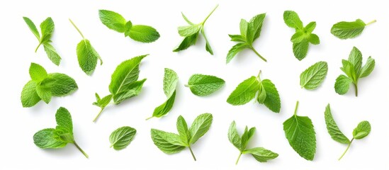 there are many different types of mint leaves on a white background . High quality