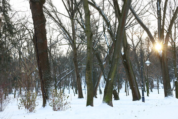 Sunbeams shining through trees in snowy park
