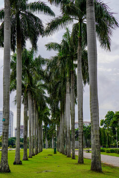 palm trees growing parallel in a wide grassland