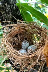 A nest with three tiny hummingbirds’ eggs sits on a tree protected from sun and rain by the limbs and leaves. 