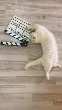 White cute adult cat playing on movie clapperboard, top view