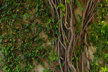 Climbing plant tree close up