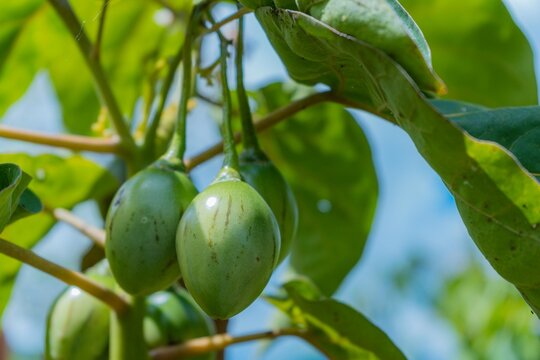 Planta de tomate, o sacha tomate, tomate de monte con el fruto verde.