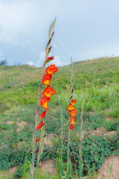 Una planta de flores en el campo, planta floreciendo de color naranja.
