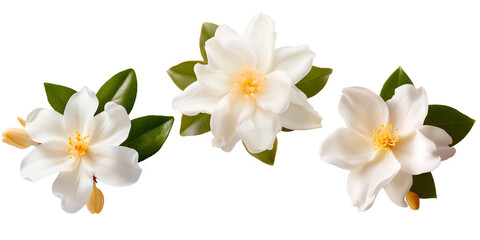 Fototapeta na wymiar Set of Jasmine flowers, isolated on transparent background