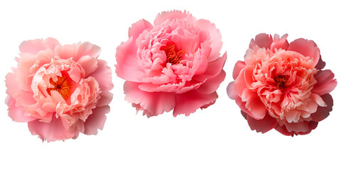 Set of Peony flowers, isolated on transparent background