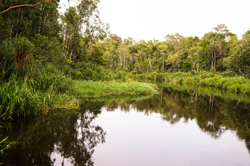 Forests and rivers are very common sights found in the interior of Kalimantan, including in Central Kalimantan.