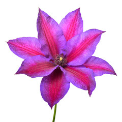 Flower purple clematis isolated on white background. Floral pattern, object. Flat lay, top view