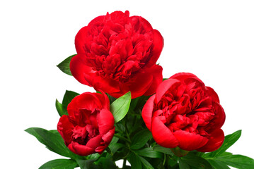 Red peony bouquet flower isolated on white background. Floral pattern, object. Flat lay, top view