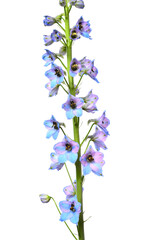 Fototapeta na wymiar Beautiful blue delphinium flower isolated on white background. Flat lay, top view. Floral pattern, object. Nature concept