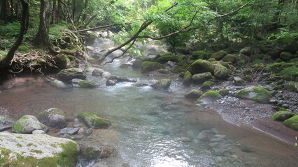日本のきれいな小川