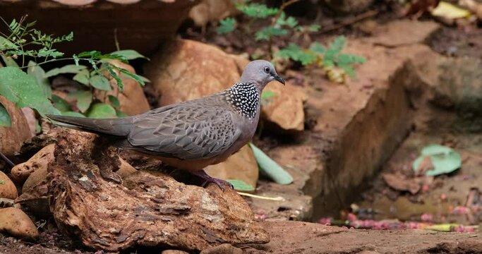 Seen standing and looking around before it enters a birdbath, Spotted Dove or Eastern Spotted Dove Spilopelia chinensis, Thailand