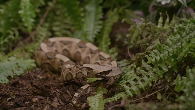 Gaboon viper in natural woodland habitat