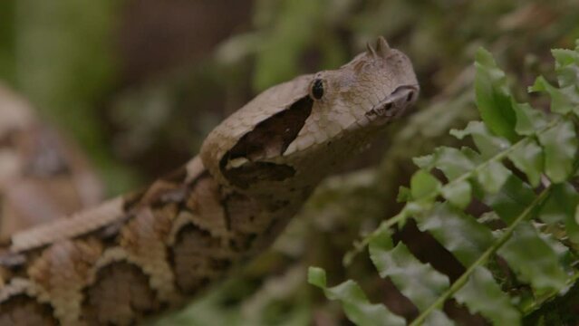 Close up of gaboon viper tongue