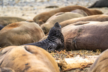 Newborn elephant seal pups lie next to their mother, Drakes Beach, California.
