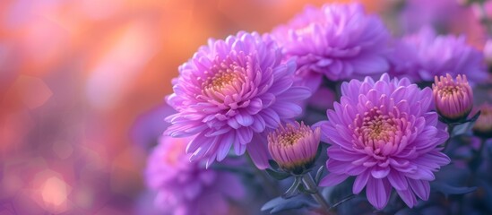 A closeup shot of vibrant purple flowers with a blurred background, showcasing the beauty of this flowering plant with violet and magenta petals